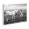 Stupell Industries Her White Horse Wall Plaque, design by Ata Alishahi